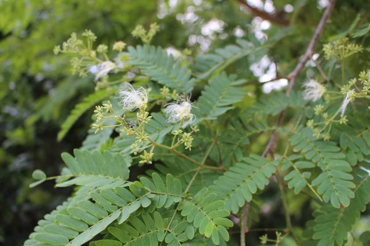 Albizia odoratissima (L.f.) Benth.